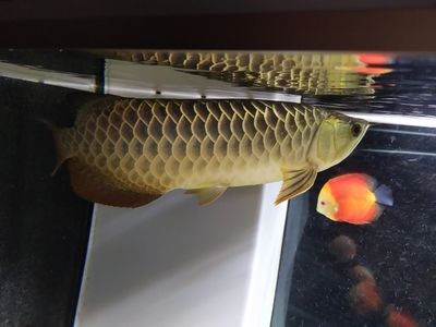 草金喂龍魚前如何殺菌（小草金喂食龍魚怎么處理） 魚缸風(fēng)水 第1張