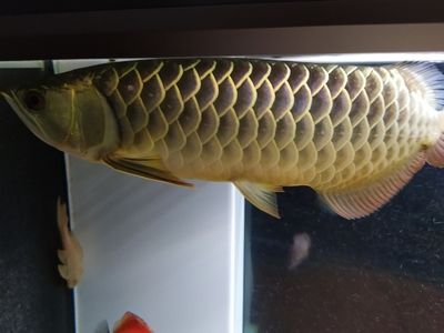 草金喂龍魚前如何殺菌（小草金喂食龍魚怎么處理） 魚缸風(fēng)水 第2張