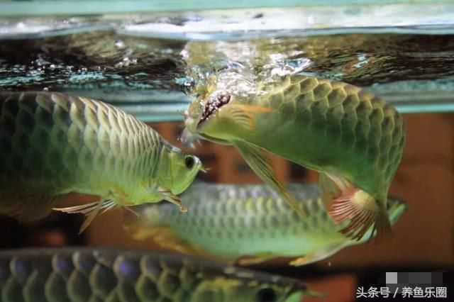 草金喂龍魚前如何殺菌（小草金喂食龍魚怎么處理） 魚缸風(fēng)水 第6張