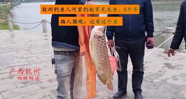 單位金龍魚全死了（金龍魚突然死了怎么辦360問(wèn)答360問(wèn)答） 魚缸風(fēng)水 第3張