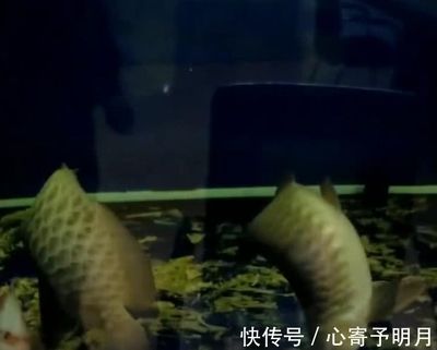 單位金龍魚全死了（金龍魚突然死了怎么辦360問(wèn)答360問(wèn)答） 魚缸風(fēng)水 第5張