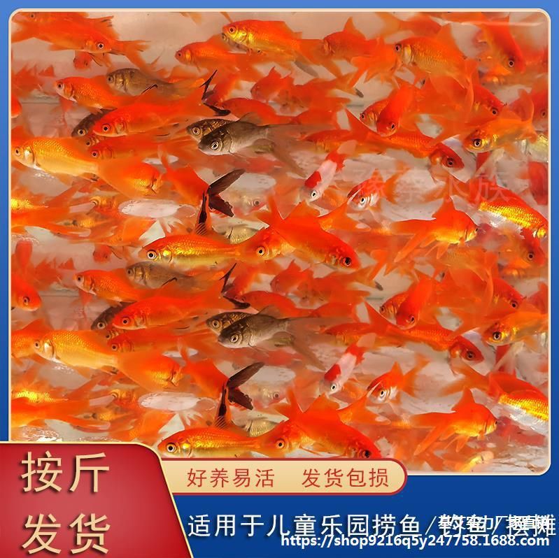 草金魚能不能喂龍魚飼料（草金魚可以作為龍魚的飼料嗎） 魚缸風(fēng)水 第5張