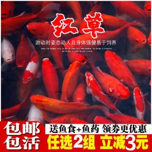 草金魚能不能喂龍魚飼料（草金魚可以作為龍魚的飼料嗎） 魚缸風(fēng)水 第7張