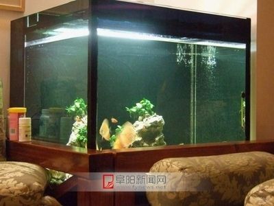 房子裝修魚缸風(fēng)水怎么樣（家中魚缸擺放有講究） 魚缸風(fēng)水 第2張