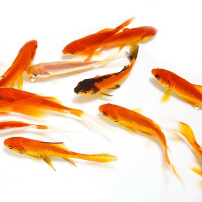 從河里抓的小魚(yú)苗喂龍魚(yú)怎么消毒（喂龍魚(yú)的小魚(yú)怎么消毒） 魚(yú)缸風(fēng)水 第3張