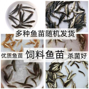 從河里抓的小魚(yú)苗喂龍魚(yú)怎么消毒（喂龍魚(yú)的小魚(yú)怎么消毒） 魚(yú)缸風(fēng)水 第7張