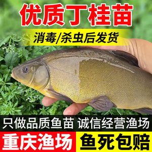 從河里抓的小魚(yú)苗喂龍魚(yú)怎么消毒（喂龍魚(yú)的小魚(yú)怎么消毒） 魚(yú)缸風(fēng)水 第6張