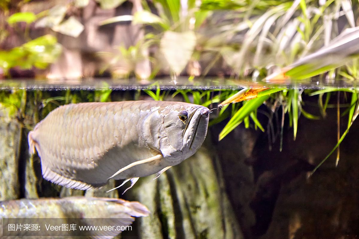 大自然水族龍魚世界芯片怎么查找（怎么查詢龍魚芯片號(hào)） 魚缸風(fēng)水 第2張