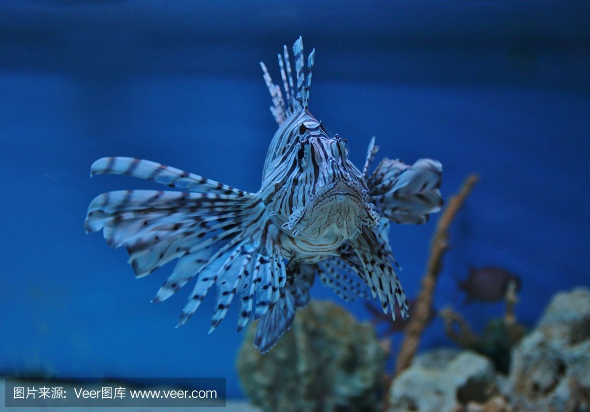 大自然水族龍魚世界芯片怎么查找（怎么查詢龍魚芯片號(hào)） 魚缸風(fēng)水 第3張