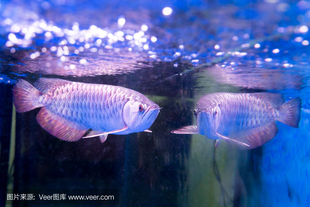 大自然水族龍魚世界芯片怎么查找（怎么查詢龍魚芯片號(hào)） 魚缸風(fēng)水 第4張