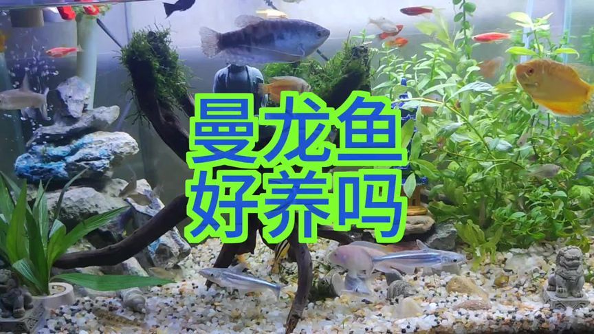 大自然水族龍魚世界芯片怎么查找（怎么查詢龍魚芯片號(hào)） 魚缸風(fēng)水 第5張