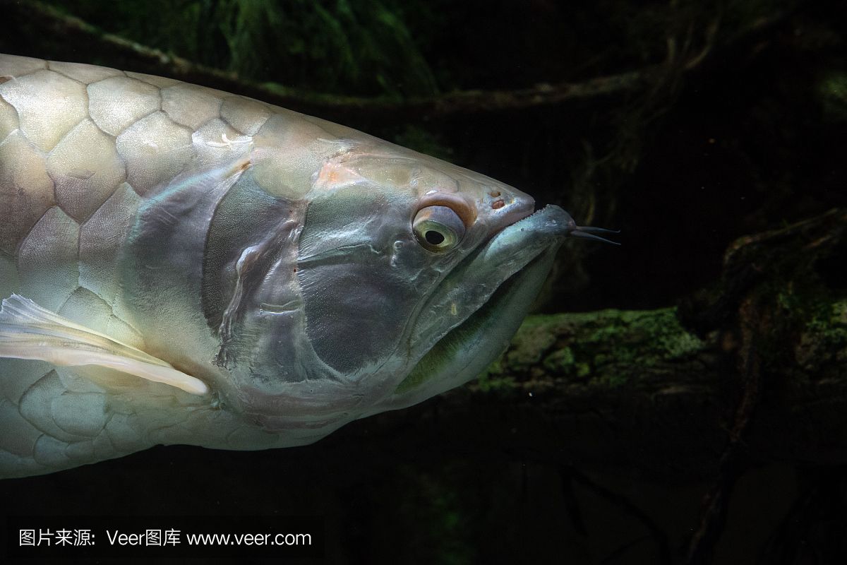 大自然水族龍魚世界芯片怎么查找（怎么查詢龍魚芯片號(hào)） 魚缸風(fēng)水 第6張