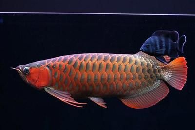 魚(yú)缸管道安裝圖解法（魚(yú)缸管道如何安裝） 魚(yú)缸風(fēng)水 第4張