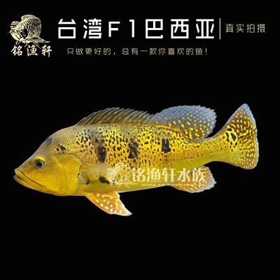 帝王巴西亞會(huì)攻擊龍魚(yú)嗎（巴西亞魚(yú)與龍魚(yú)能混養(yǎng)但要注意事項(xiàng)：巴西亞和龍魚(yú)能混養(yǎng)嗎） 魚(yú)缸風(fēng)水 第1張