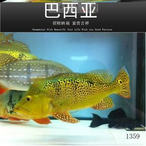 帝王巴西亞會(huì)攻擊龍魚(yú)嗎（巴西亞魚(yú)與龍魚(yú)能混養(yǎng)但要注意事項(xiàng)：巴西亞和龍魚(yú)能混養(yǎng)嗎） 魚(yú)缸風(fēng)水 第3張