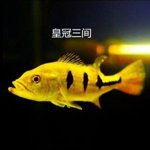 帝王巴西亞會(huì)攻擊龍魚(yú)嗎（巴西亞魚(yú)與龍魚(yú)能混養(yǎng)但要注意事項(xiàng)：巴西亞和龍魚(yú)能混養(yǎng)嗎） 魚(yú)缸風(fēng)水 第7張