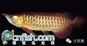 潮汕人說的龍魚是什么魚圖片（潮汕人對龍魚的稱呼） 魚缸風(fēng)水 第4張