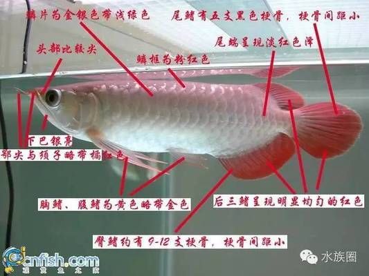 潮汕人說的龍魚是什么魚圖片（潮汕人對龍魚的稱呼） 魚缸風(fēng)水 第5張