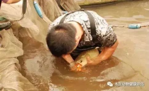 潮汕人說的龍魚是什么魚圖片（潮汕人對龍魚的稱呼） 魚缸風(fēng)水 第7張