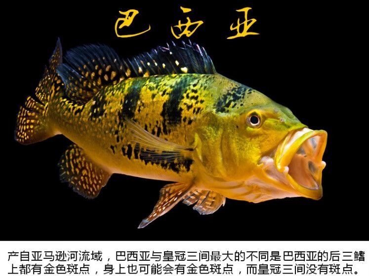 蟲紋黃金巴西亞魚和龍魚（蟲紋黃金巴西亞魚是一種美麗的觀賞魚） 魚缸風(fēng)水 第2張