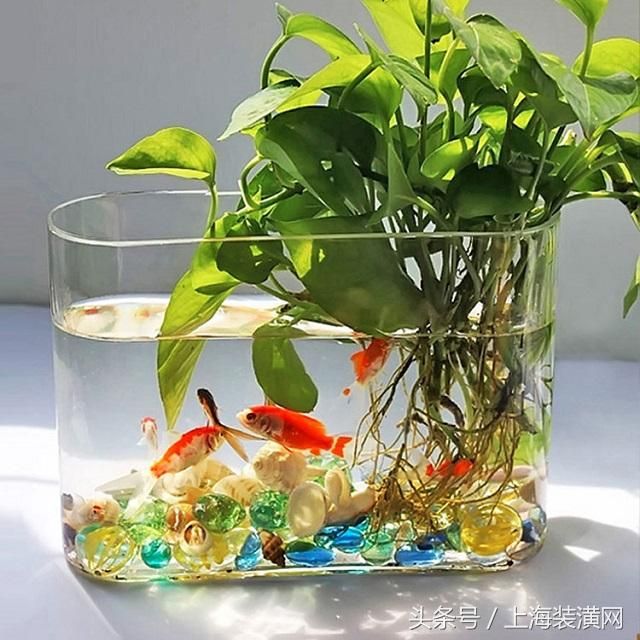 魚缸怎么裝修好看又簡(jiǎn)單（怎么弄魚缸簡(jiǎn)單又好看） 魚缸風(fēng)水 第6張