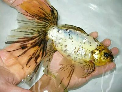 草金喂龍魚（草金魚可以喂龍魚嗎） 魚缸風水 第5張