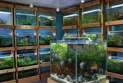 新手開水族店怎么進(jìn)貨（新手開水族店怎么進(jìn)貨推薦5個(gè)方法給大家jiameng）