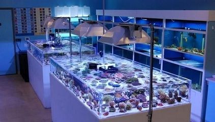 新手開水族店怎么進(jìn)貨（新手開水族店怎么進(jìn)貨推薦5個(gè)方法給大家jiameng）