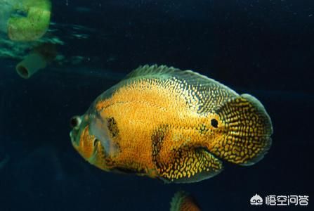 地圖魚能和紅龍魚混養(yǎng)嗎（地圖魚可以和紅龍魚混養(yǎng)嗎,混養(yǎng)需要注意什么） 魚缸風水 第5張