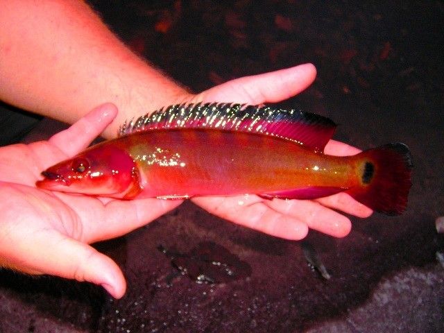 超血紅龍魚發(fā)色過程（超血紅龍魚發(fā)色的四個主要階段） 魚缸風(fēng)水 第4張