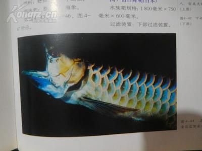 大型龍魚可以和七彩海象（七彩海象可以和龍魚混養(yǎng)嗎？） 魚缸風水