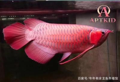 大湖龍魚的生長特點（大湖龍魚生長速度詳解大湖龍魚的6大野生習性） 魚缸風水 第1張