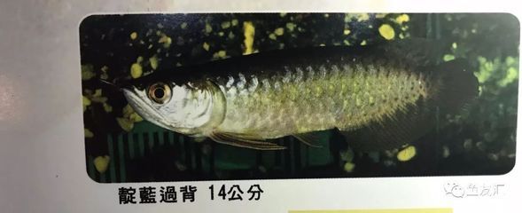 大陸寄龍魚回臺灣（從大陸寄快遞到臺灣需要注意什么？） 魚缸風(fēng)水 第4張