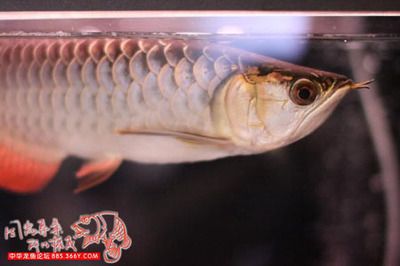 大陸寄龍魚回臺灣（從大陸寄快遞到臺灣需要注意什么？） 魚缸風(fēng)水 第7張