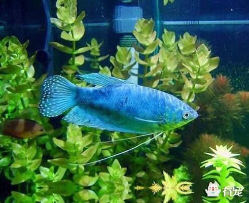 慈鯛魚能和曼龍魚混養(yǎng)嗎（慈鯛魚與曼龍魚混養(yǎng)注意事項360問答） 魚缸風水 第4張