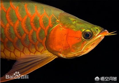 成魚過背金龍魚圖片大全（如何挑選成魚過背金龍魚） 魚缸風(fēng)水 第2張