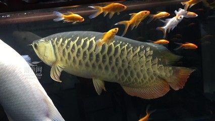 大金龍魚與金龍魚是同一品種嗎（大金龍魚和金龍魚是同一種魚嗎） 魚缸風水 第6張