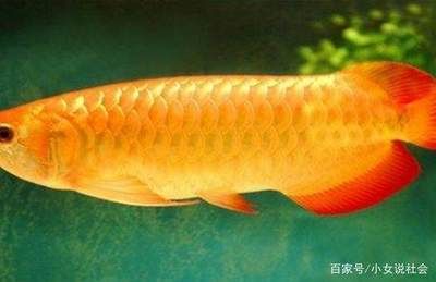 大金龍魚與金龍魚是同一品種嗎（大金龍魚和金龍魚是同一種魚嗎） 魚缸風水 第7張