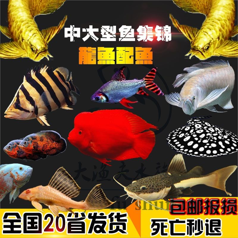 地圖魚會咬金龍魚嗎（兩條地圖魚對咬怎么回事） 魚缸風水 第5張