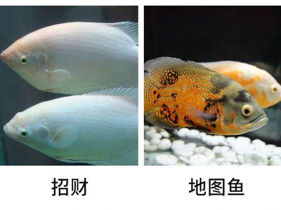 地圖魚會咬金龍魚嗎（兩條地圖魚對咬怎么回事） 魚缸風水 第4張