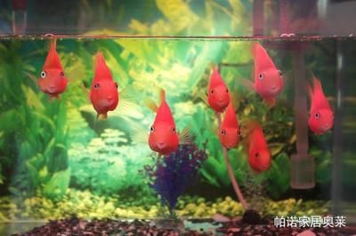 魚缸擺設(shè)方位（魚缸擺放位置?魚缸擺放在家里哪個(gè)位置風(fēng)水最好?） 魚缸風(fēng)水 第7張