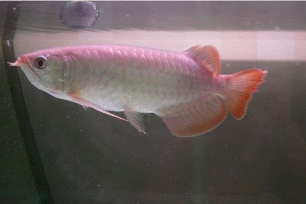 成年號(hào)半龍魚圖（成年號(hào)半龍魚在外觀上有其特定的特征但仍有一些明顯的區(qū)別） 魚缸風(fēng)水 第2張