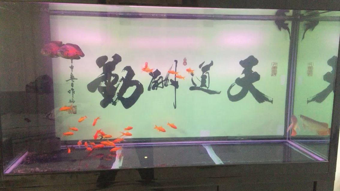 紅龍魚(yú)（只要值得去養(yǎng),不管這條是通貨辣椒馬來(lái)我都會(huì)好好伺候）