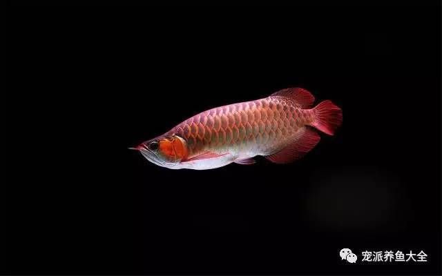 刺激龍魚(yú)三鰭怎么辦（刺激龍魚(yú)三鰭的刺激反應(yīng)及處理方法及處理方法） 魚(yú)缸風(fēng)水 第1張