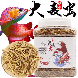 吃大麥蟲長大的金龍魚（金龍魚只吃大麥蟲是否好） 魚缸風(fēng)水 第5張