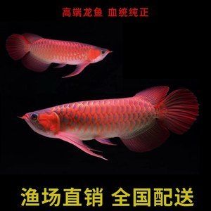 大湖紅龍魚批發(fā)（紅龍魚批發(fā)價(jià)格） 魚缸風(fēng)水 第6張