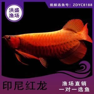 大湖紅龍魚批發(fā)（紅龍魚批發(fā)價(jià)格） 魚缸風(fēng)水 第7張