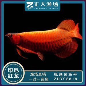 大湖紅龍魚批發(fā)（紅龍魚批發(fā)價(jià)格） 魚缸風(fēng)水 第5張