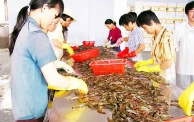 菜市場(chǎng)買的蝦可以喂龍魚嗎（關(guān)于菜市場(chǎng)買的蝦是否可以喂龍魚，根據(jù)搜索結(jié)果存在建議） 魚缸風(fēng)水 第2張