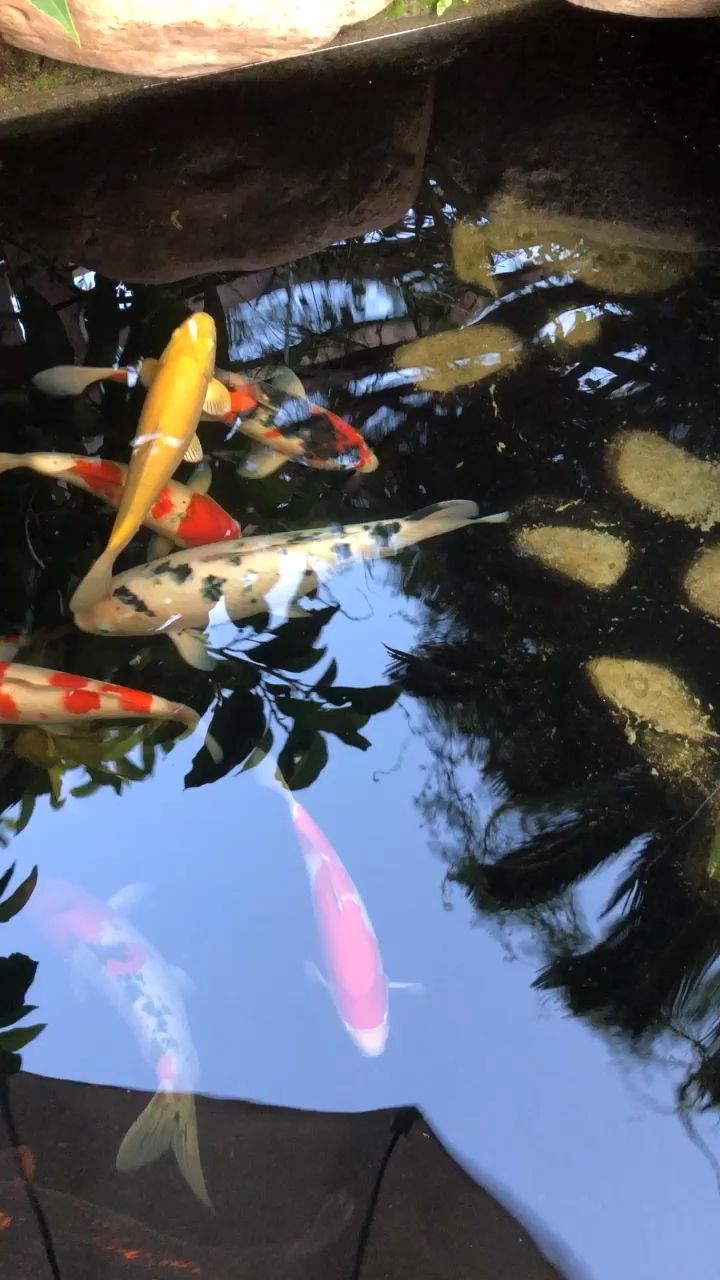 催肥增體一個(gè)星期了（高投喂幾天下來，感覺魚的眼睛有點(diǎn)突了） 觀賞魚論壇